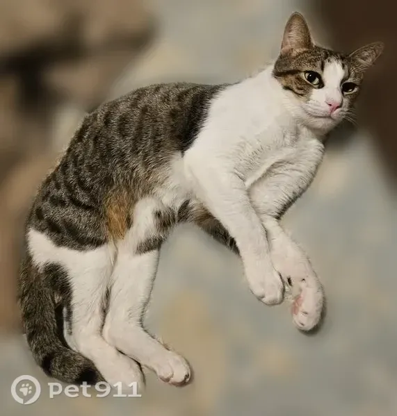 Lost cat, Mustang, Oklahoma, Arlington — male tabby with a raccoon-like tail - photo