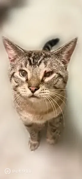 Lost cat, Immokalee, Florida — tabby with a bad limp - photo