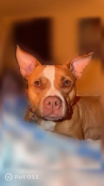 Lost female dog, Lincoln Drive, 75, Elizabethtown — very sweet and tan and white - photo