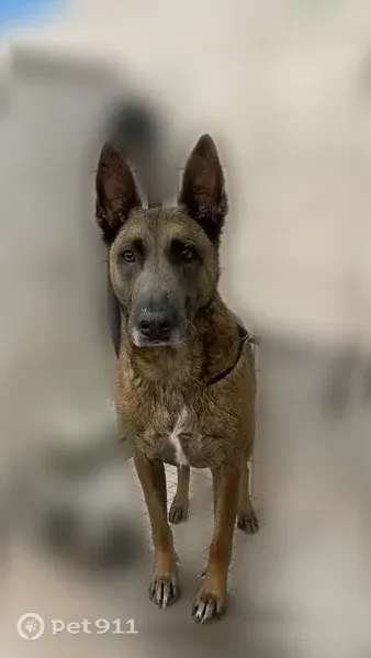 Lost dog, Lake View Drive, Homer Glen — Belgian Malinois with amber eyes - photo