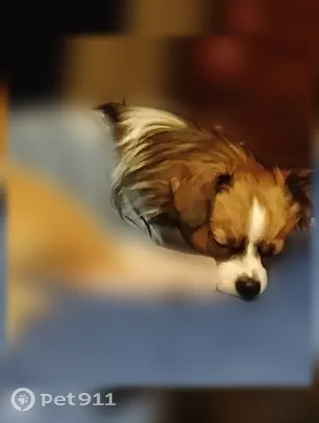 Lost male dog, Oak Shores Road, 220, Anderson, Charlotte — bushy tail - photo