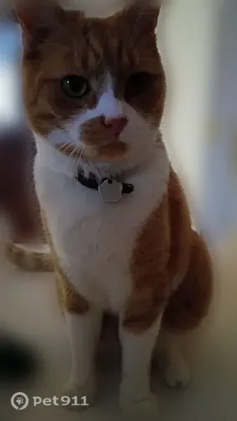 Lost male cat, Howard Drive, 39, Hamden — orange with white spots - photo