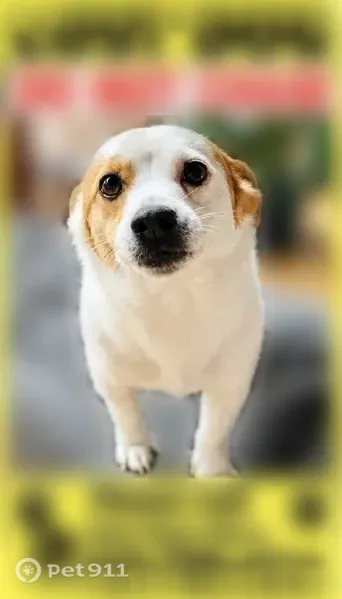 Lost dog, Gunpowder Road, 21127, Manchester — white with a tan spot on the face - photo