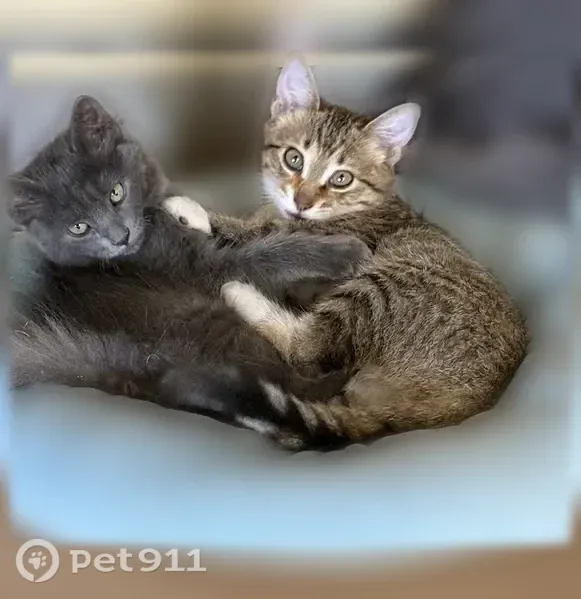 Lost cats, Hal Muldrow Drive, Norman — two 6-month-old kittens with bell collars - photo