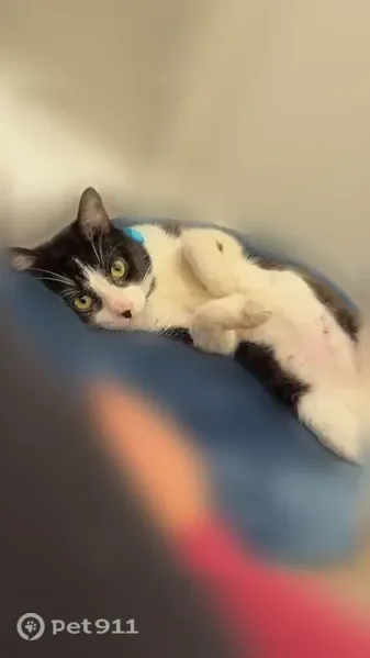 Lost cat, Young Pine Road, Rio Pinar — black and white male with a blue collar - photo
