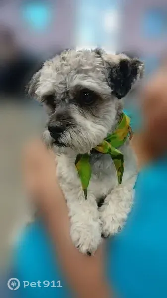 Lost dog, Porter Avenue, 3431, El Paso — male named Bonbon - photo