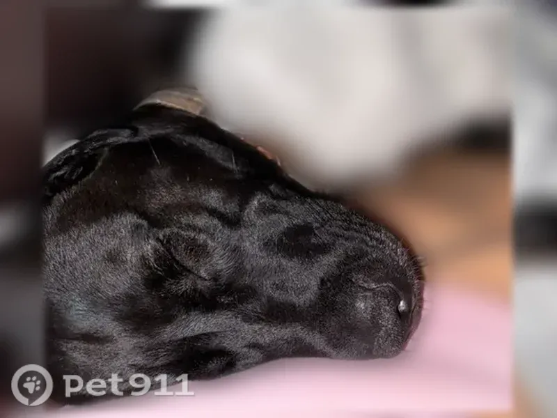 Lost dog, Indianapolis — female with black coat and white chest - photo