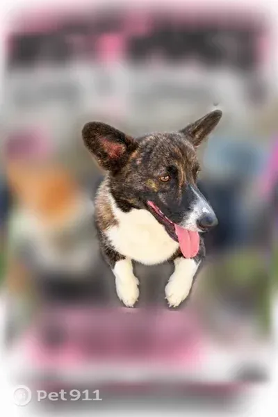 Lost dog, East Renfro Street, 1891, Burleson — King is black; Queen is tan and white - photo