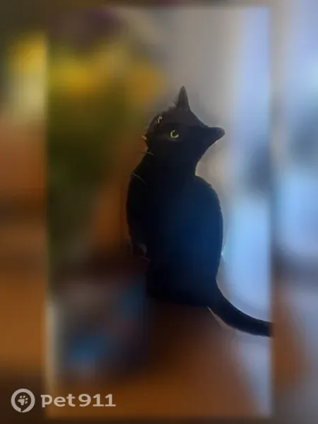 Lost female cat, Walnut Cove Boulevard SW, 25, Huntsville — greenish eyes, chipped - photo