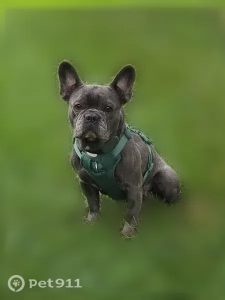 Lost female dog, Maryvale Drive, 887, Boston — gray Frenchie - photo