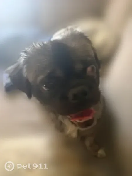 Lost dog, Parmelee Avenue, 11736, Los Angeles — male with big eyes - photo