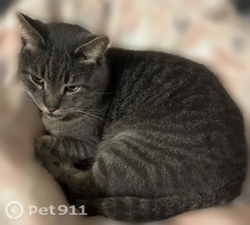 Lost male cat, Hemlock Lane, 36370, Rehoboth Beach, Henlopen Acres — gray tabby with a white collar - photo
