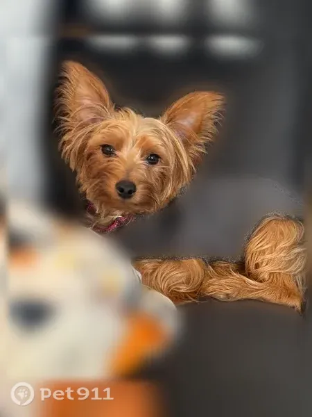 Lost dog, River Ridge Lane, Sugar Hill, Suwanee — 7 lb Yorkie - photo