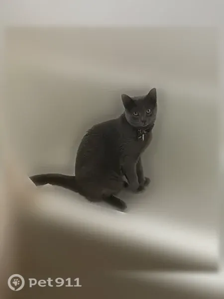 Lost cat, male, Jennings Drive, 6408, Austin — dark gray rings on tail - photo
