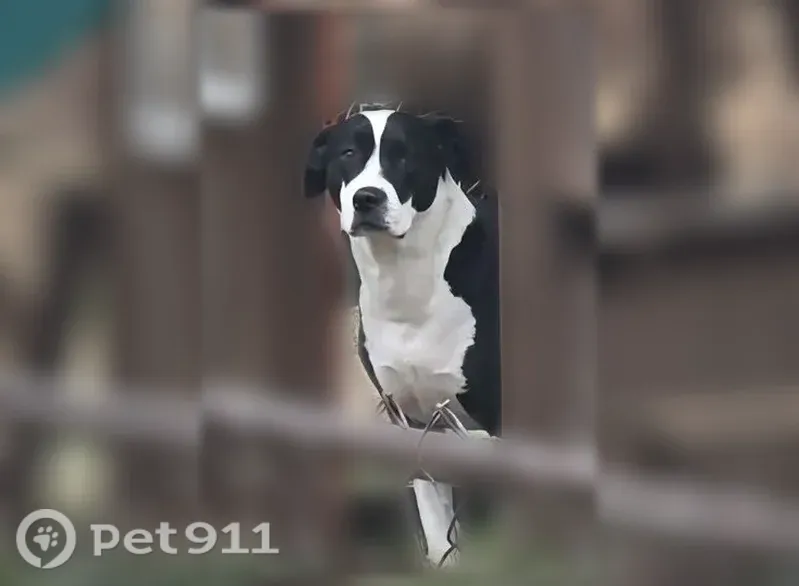 Lost dog, Morning Star Way, 6705, Louisville — black-and-white coonhound and American Staffordshire mix - photo