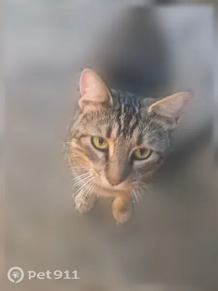 Found cat, Ohio 131, 2456, Goshen — male with a small nick in his left ear - photo