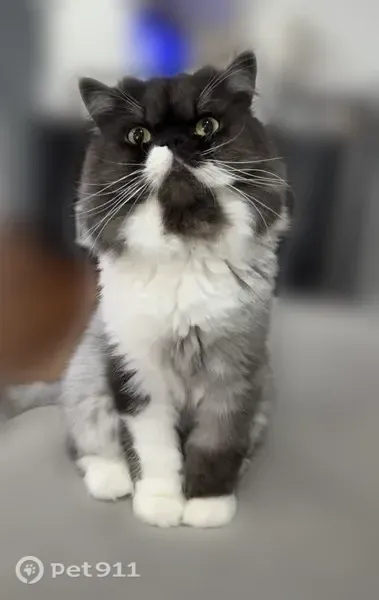 Lost cat, Tonga Drive, Concord, St. Louis — male Persian, gray with white spots - photo