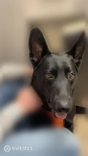Lost dog, Tyler Street, 23599, Cedar Creek Township, Lowell — male black German shepherd named Shadow - photo