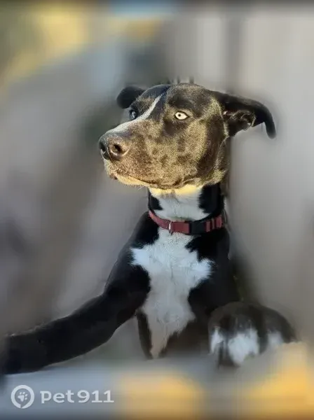 Lost male dog, Logan Avenue, 4366, San Diego — may have been exploring - photo