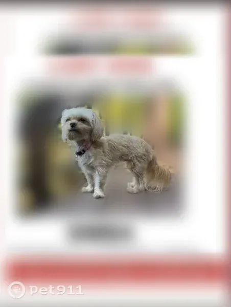 Lost female dog, Rollingridge Drive, Charlotte — small 8-lb Shih Tzu–Pomeranian mix - photo