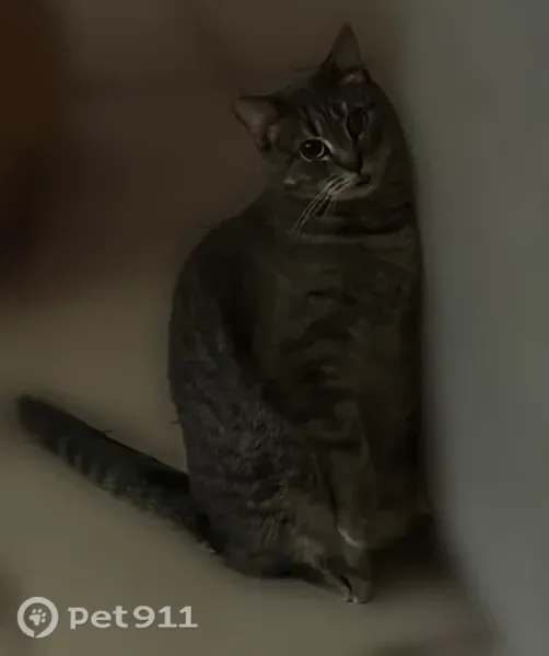 Lost cat, West Cottage Lane, 7020, Crystal River - photo