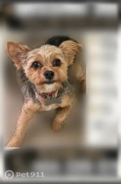 Lost dog, Willard Street, 4611, Charlotte — male Yorkie - photo