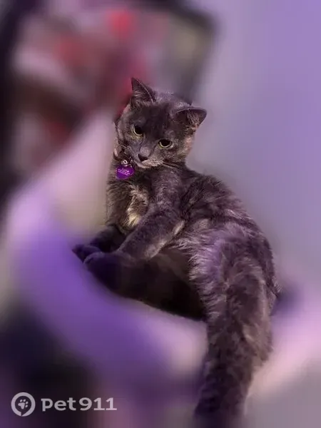 Lost cat, female, Cresswell Street, 807, Potosi, Mountain View — gray with white and brown - photo