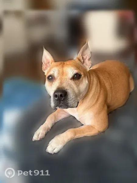 Lost Dog, Hellers Lane, 358, Long Pond, Mount Pocono - female Staffy with a white chest - photo