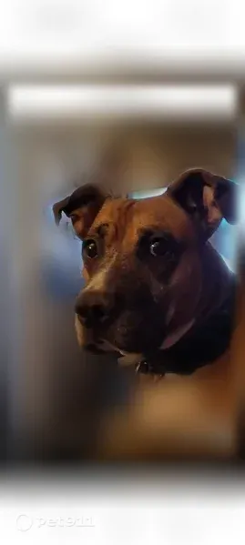 Lost Dog, South 200th Avenue, 7412, Fremont, Utica — male, brown and white boxer pit - photo