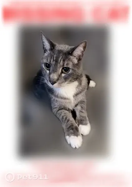 Lost male cat, Gentry Way, 75, Richmond Hill, Savannah — gray with white belly and paws - photo