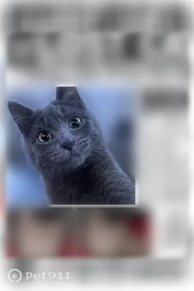 Lost cat, East Ohio Pike, 1751, Amelia, Amelia — gray and very skittish male - photo