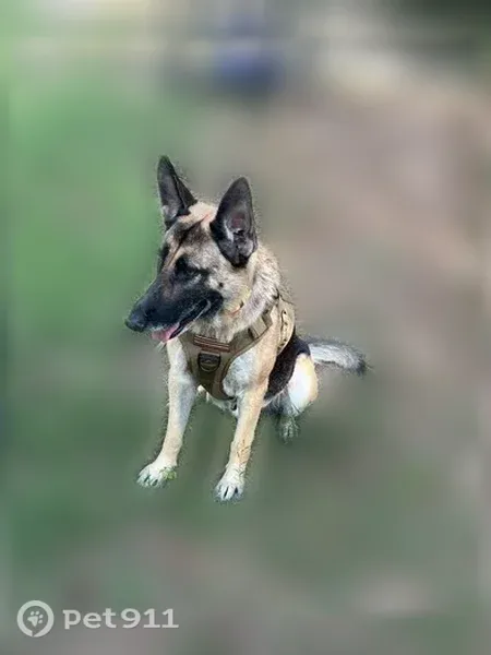 Lost dog, Road 5029, 767, Cleveland — female German Shepherd - photo