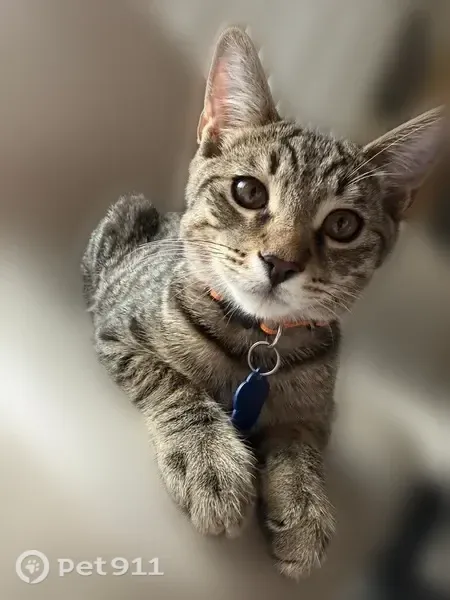 Lost cat, Walkenridge Drive, Corona, Chino — gray male with brown eyes - photo