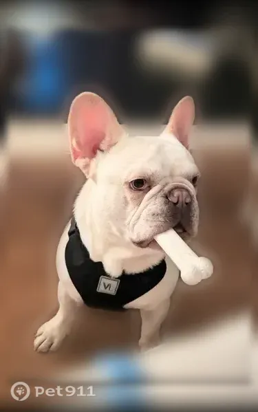 Lost dog, County Road 5115, 107, Quitman, Meridian — male cream-white Frenchie - photo