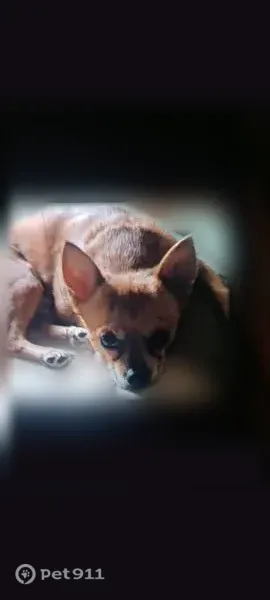 Lost male dog, Decatur, Texas — Chihuahua with a small head and face - photo