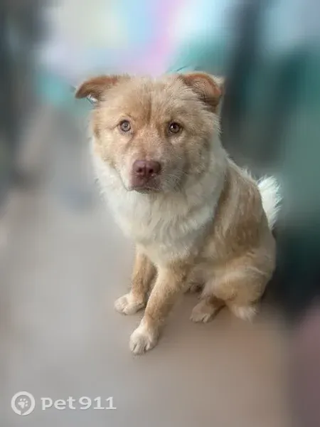 Lost dog, Smither Drive, 1352, Huntsville — blonde chow mix with a big bushy tail - photo