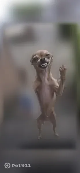 Lost dog, Marilyn Avenue, 12, Stockton — brown apple-head Chihuahua - photo