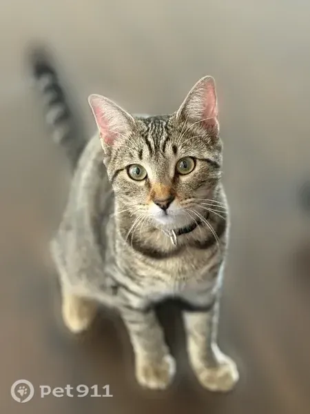 Lost female cat, Kathleen Court, 8001, Fort Worth — friendly and playful - photo
