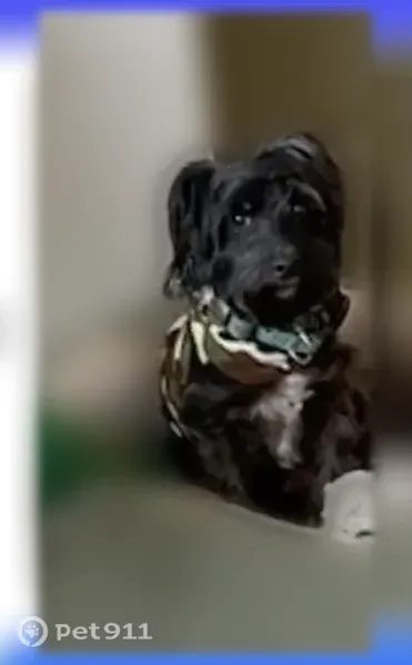 Lost dog, Brickell Square, 2699, Atlanta — male, about 14 lb - photo