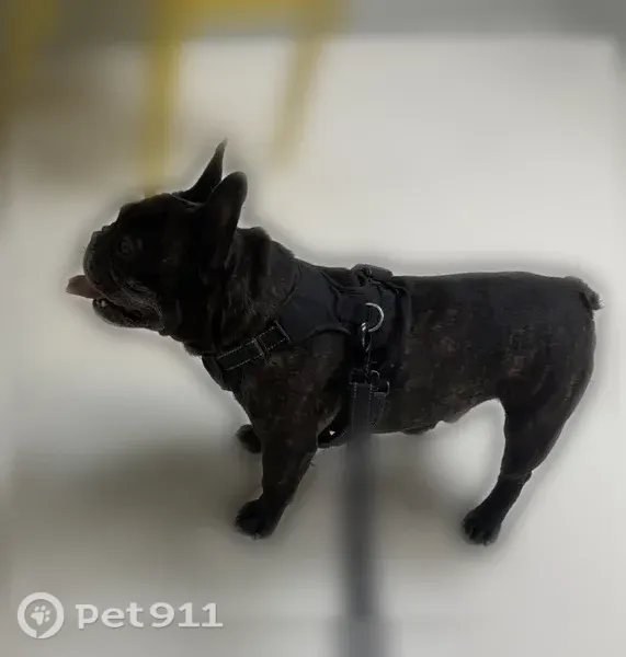 Lost dog, Avenida de la Plata, 634, Brownsville — male brindle French Bulldog - photo