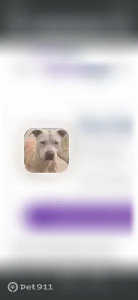 Lost female dog, South Prairie Avenue, Chicago — white head and black nose - photo