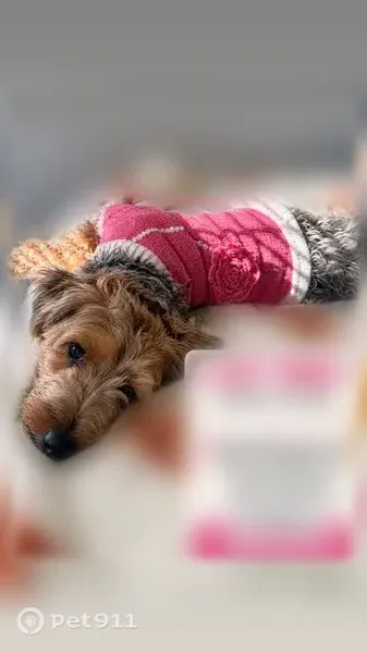 Lost Female Dog, Paterson Plank Road, 2810, North Bergen, Union City — Small and Affectionate - photo