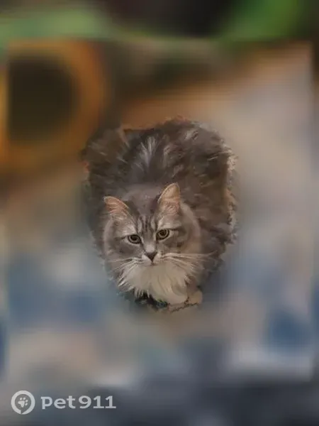 Lost cat, Jefferson Street Southeast, 2465, Albany — male with a bobbed tail - photo