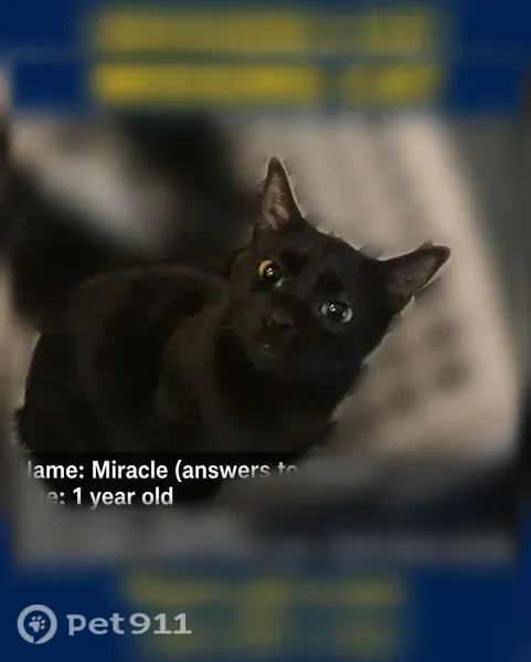 Lost cat, East 450 South, 69, Smithfield — black female born without a tail - photo