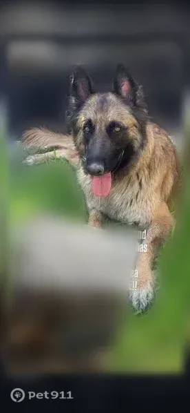Lost dog, El Paso, Texas, Tempe — female with a black face and caramel coat - photo