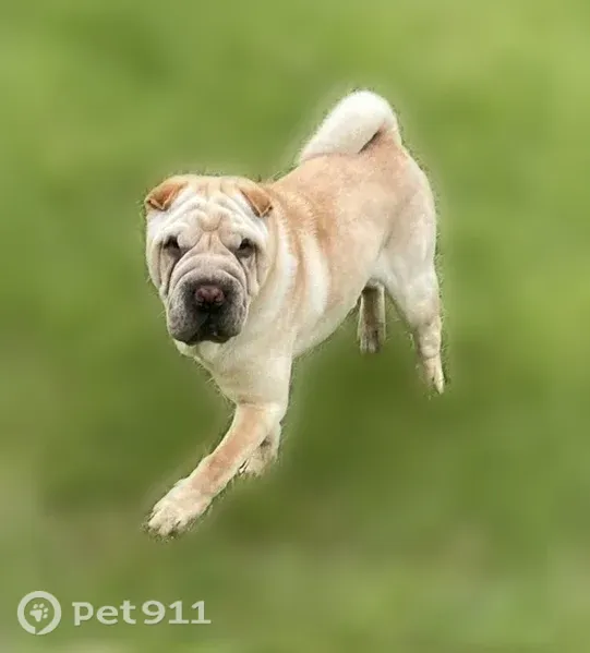 Lost dog, Tigner Drive, 7, Seale, Atlanta — male cream/tan Shar-Pei - photo