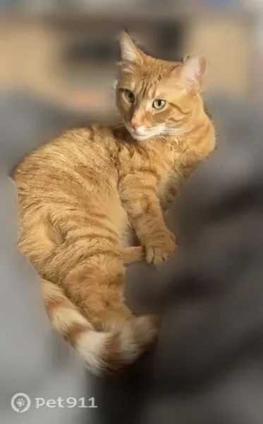 Lost cat, male, Woodmont Road, 3949, Toledo — orange with white on his chin - photo