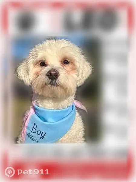 Lost dog, North Paddock Street, 22, Pontiac, Detroit - small white male with red tear stains - photo