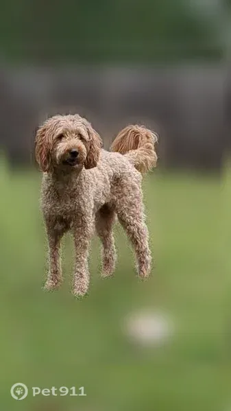 Lost female dog, Tarrington Avenue, 1331, Charlotte — golden doodle with salmon harness - photo