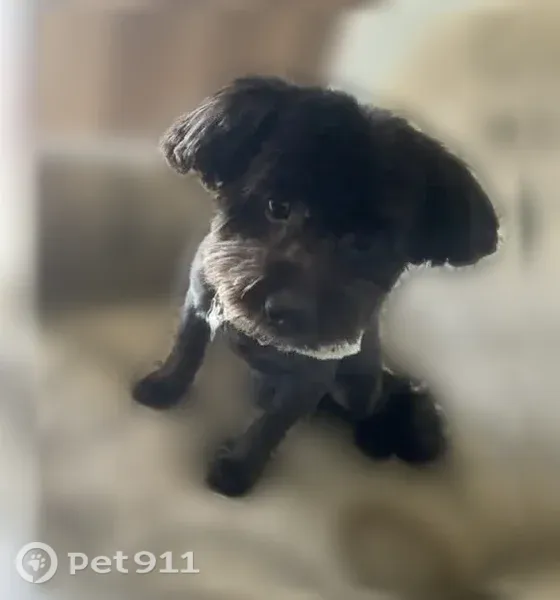 Lost dog, Stonehedge Drive, 136, Warner Robins, Alpharetta — 11-year-old black male - photo